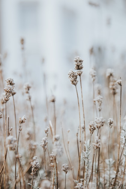Wild-Harvesting Medicinal Plants